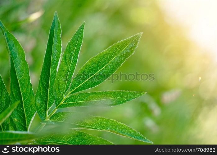 green flower plant in the garden in summer, plants in the nature