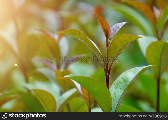 green flower plant in the garden in summer, plants in the nature