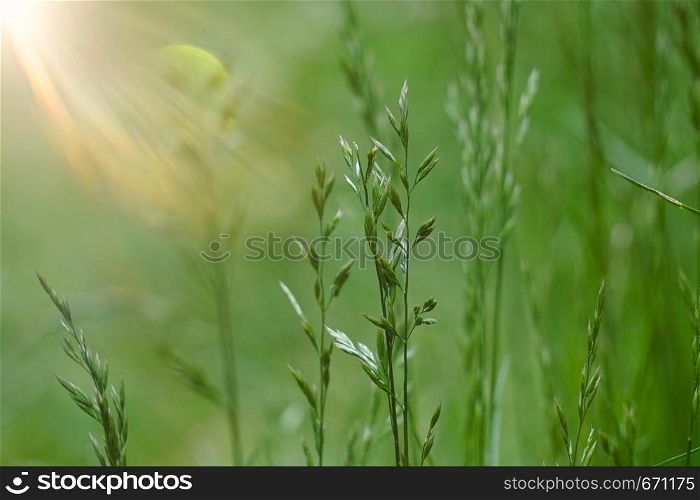 green flower plant in the nature in summer