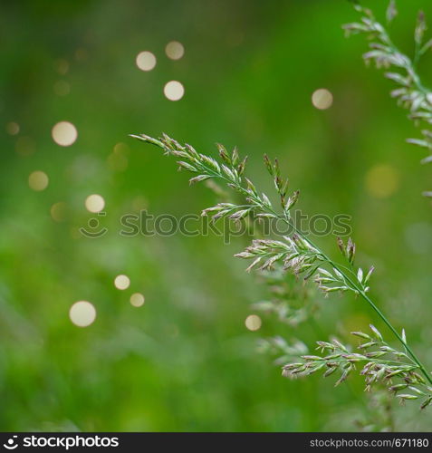 green flower plant in the nature in summer