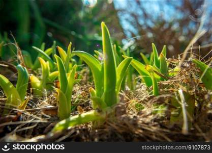 Green flower seedlings in the garden in spring, sunny day