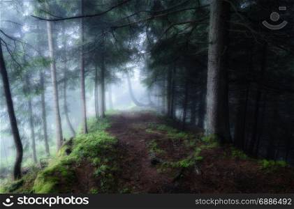 Green foggy mystical dark forest