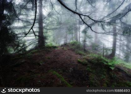 Green foggy mystical dark forest