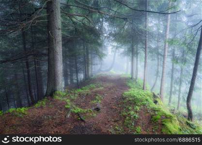Green foggy mystical forest