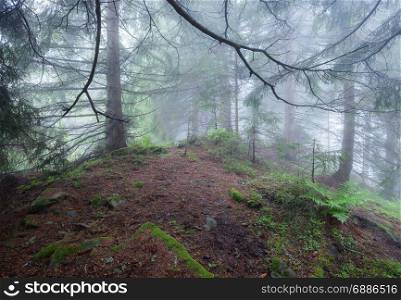 Green foggy mystical forest