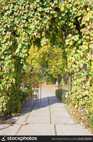 Green foliage arch and pedestrian path in autumn city park