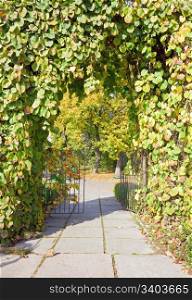 Green foliage arch and pedestrian path in autumn city park