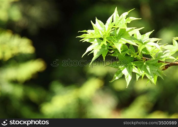 green foliage branch close up