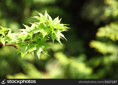 green foliage branch close up