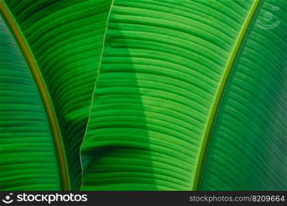 Green foliage natural background of green banana leaf with sunlight and shadow on surface