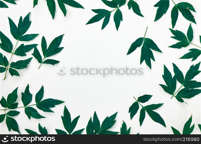 Green foliage of a peony plant, top view of a composition of a pattern of green leaves isolated on a white background.. A pattern of green leaf peony flower plants isolated on white background. Flat lay. Space for text.