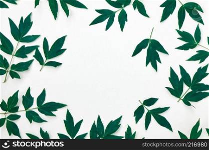 Green foliage of a peony plant, top view of a composition of a pattern of green leaves isolated on a white background.. A pattern of green leaf peony flower plants isolated on white background. Flat lay. Space for text.