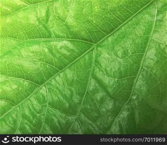 Green Foliage Texture