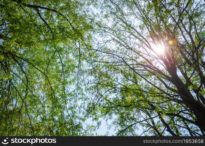 green foliage, tree and soft light in forest autumn