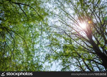 green foliage, tree and soft light in forest autumn