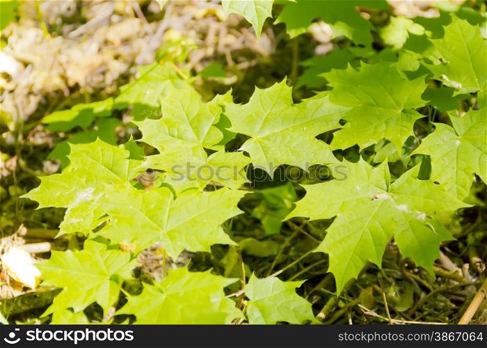 Green foliage with sun light in summer