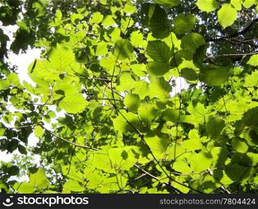 Green foliage with sun light in summer