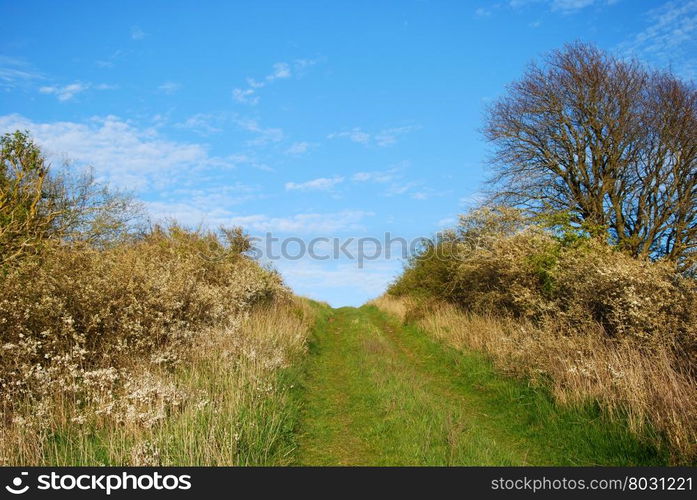 Green footpath upwards a hill surrounded of blossom blackerry shrubs at spring