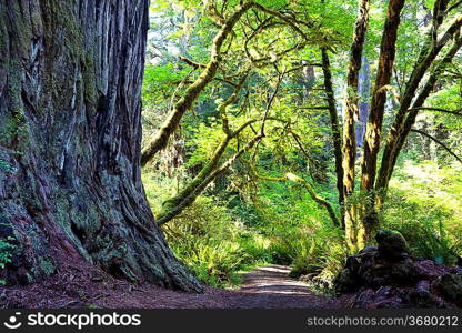 green forest