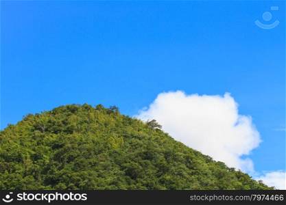 green forest and blue sky with white cloud background