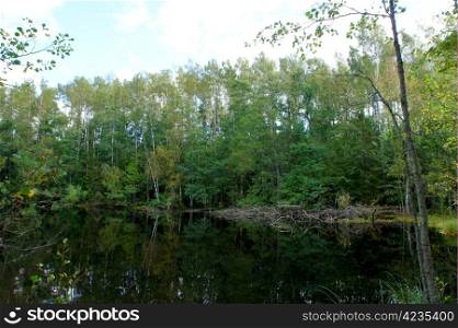 Green forest and its reflection in water