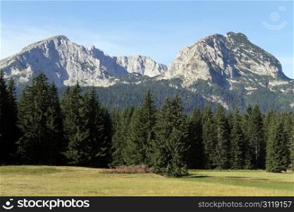 Green forest and mountain in Durmitor, Montenegro