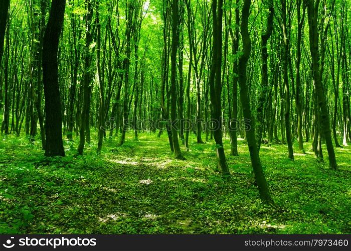 Green forest background