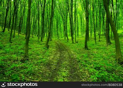 Green forest background