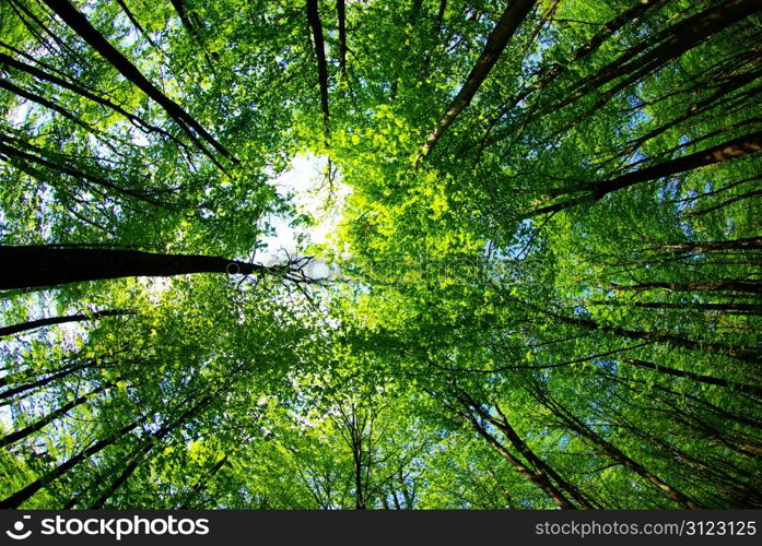 green forest background in a sunny day