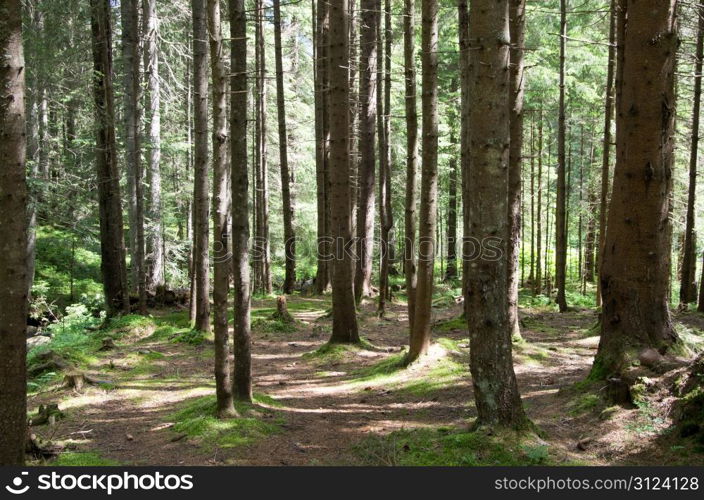 green forest background in a sunny day