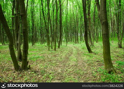 green forest background in a sunny day