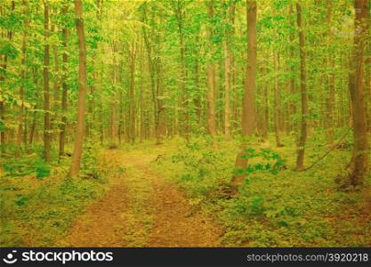 green forest background in a sunny day