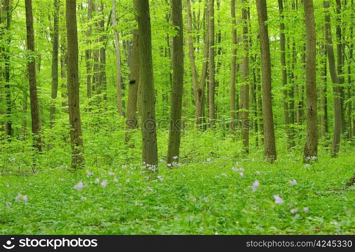 green forest background in a sunny day