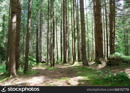 green forest background in a sunny day