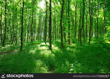 green forest background in a sunny day