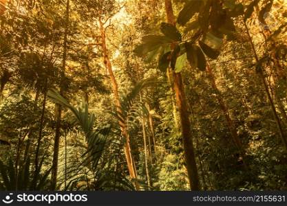 Green forest background in a sunny day. Green forest background