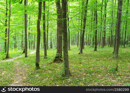 green forest background in sunny day