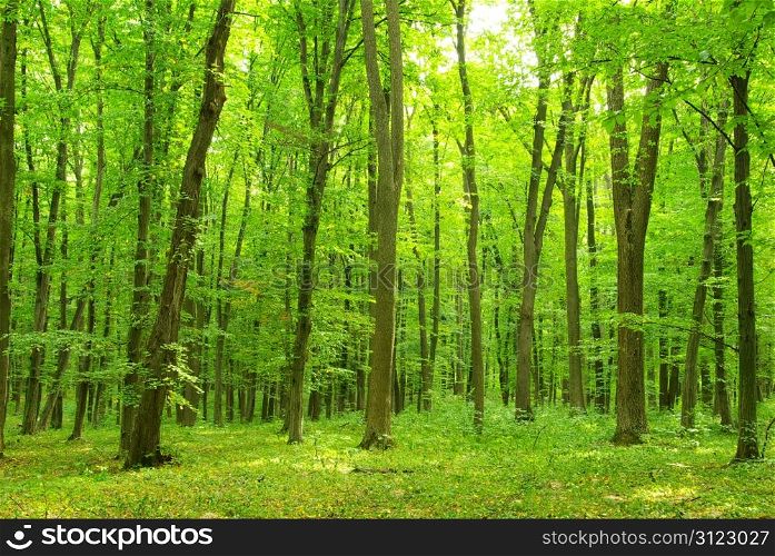 green forest background in sunny day
