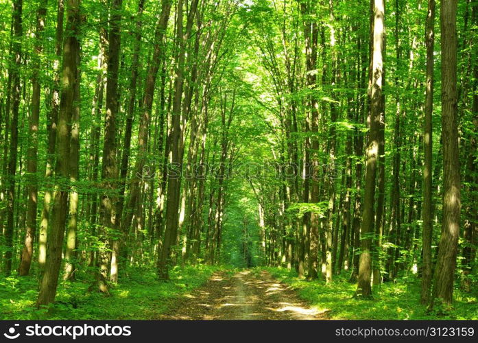 green forest background in sunny day