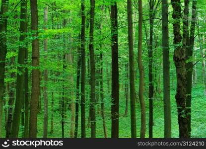 green forest background in sunny day