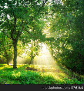 Green forest background with morning sunrise in spring season. Nature landscape.. Green forest landscape background at sunrise.