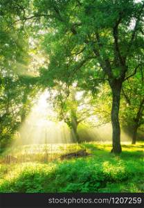 Green forest background with morning sunrise in spring season. Nature landscape.. Green forest landscape background at sunrise.