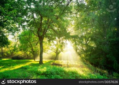 Green forest background with morning sunrise in spring season. Nature landscape.. Green forest landscape background at sunrise.