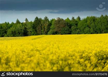 Green forest behind a field of yellow rape and a cloud on the sky, spring rural view, sharpness in the background