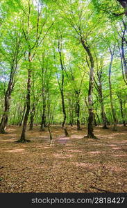 Green forest during bright summer day