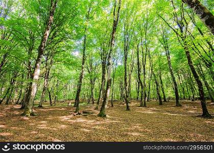 Green forest during bright summer day