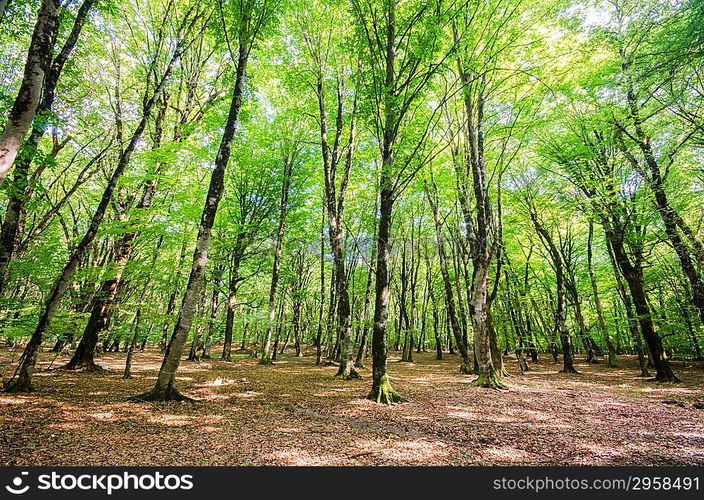 Green forest during bright summer day