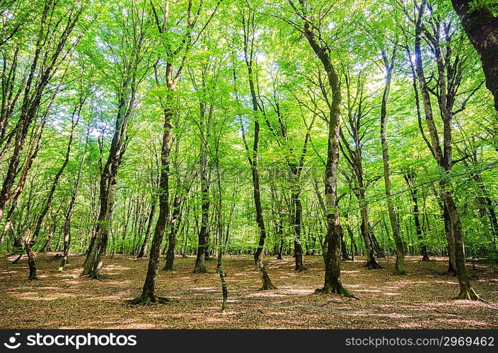 Green forest during bright summer day