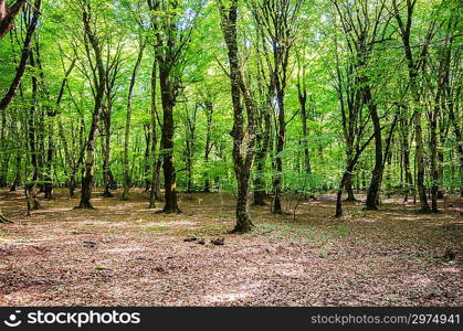 Green forest during bright summer day