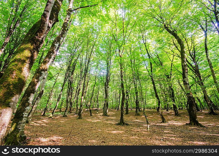 Green forest during bright summer day